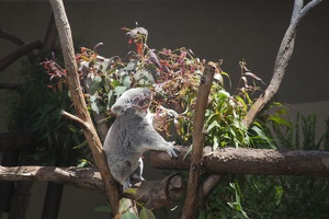 316-4834 San Diego Zoo - Koala Eating